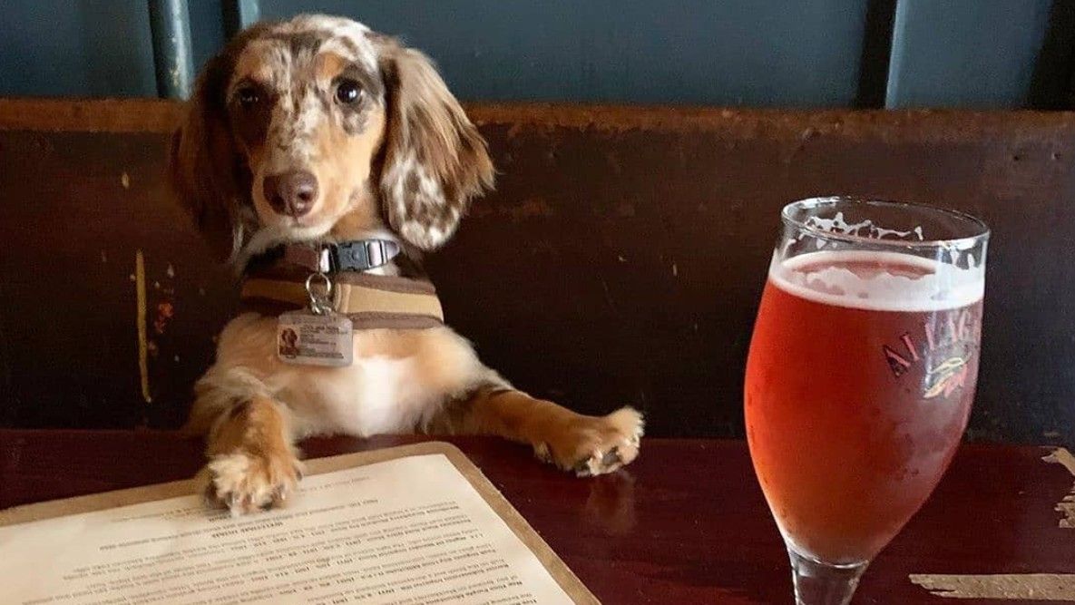 Dog sitting in a booth at the best dog friendly bar in NYC