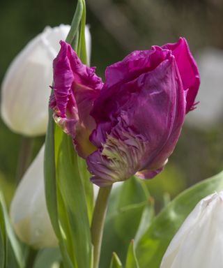 A dark pink parrot tulip that flowers from early April.