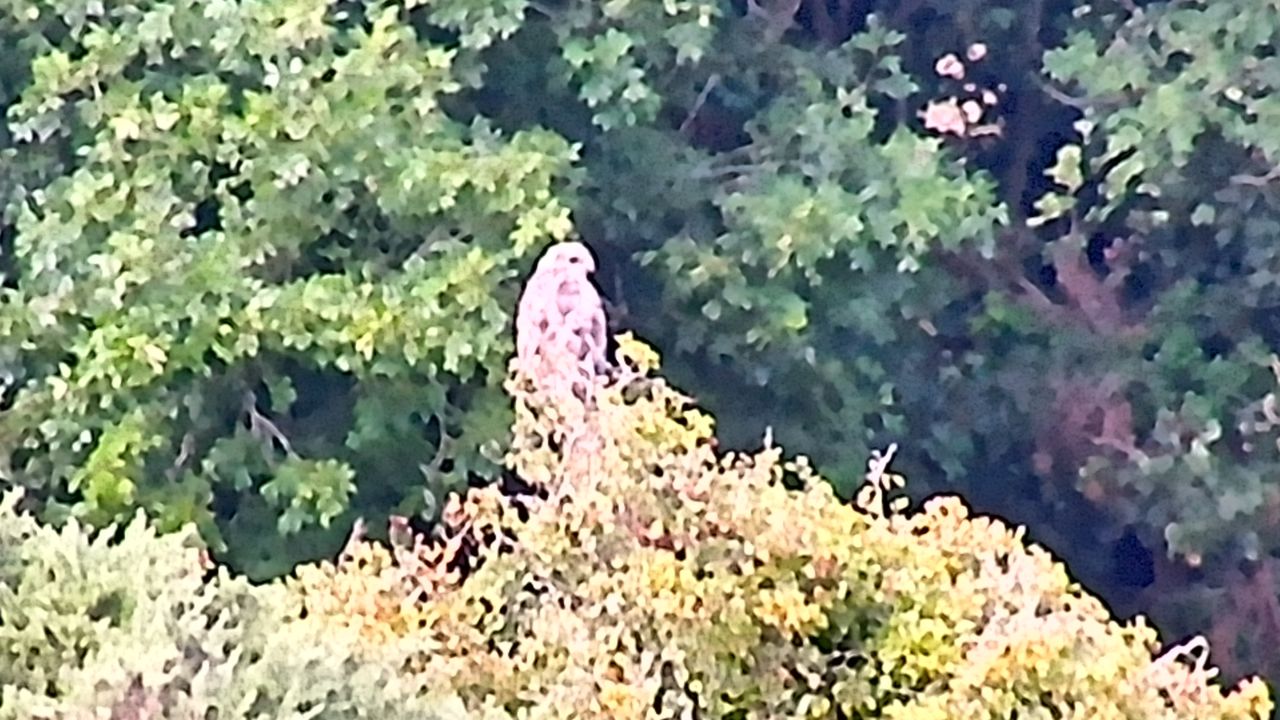 GoBirding Vision Master