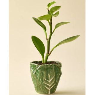 Cabbage Shape 3” Ceramic Planter