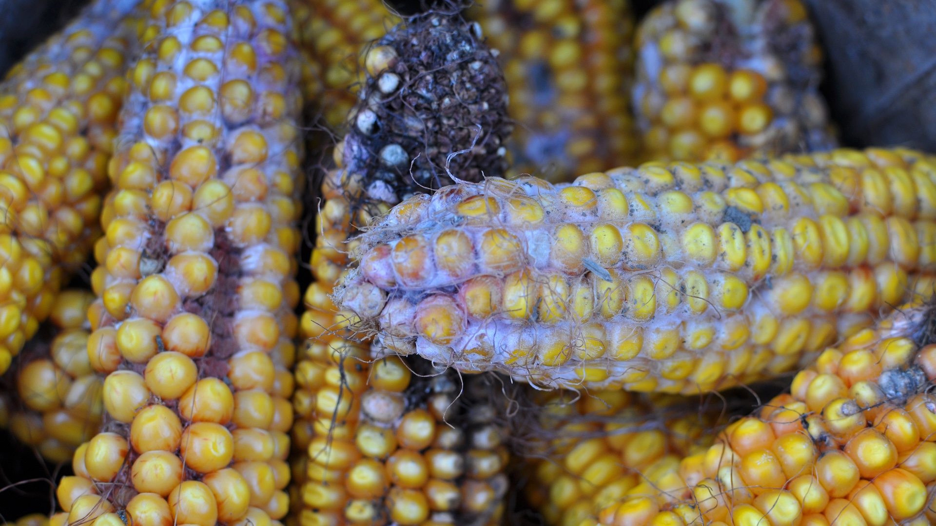 a close-up of mold on corn