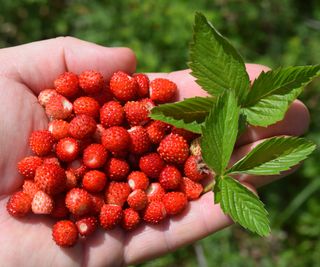 A handful of harvested alpine strawberries