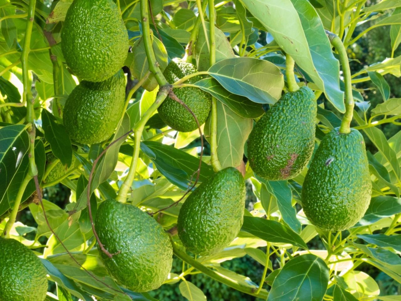 Cercospora Spots On Avocados