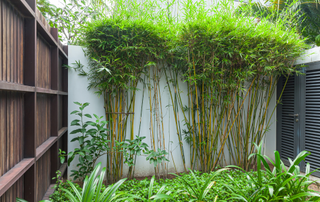 Bamboo growing up a white wall