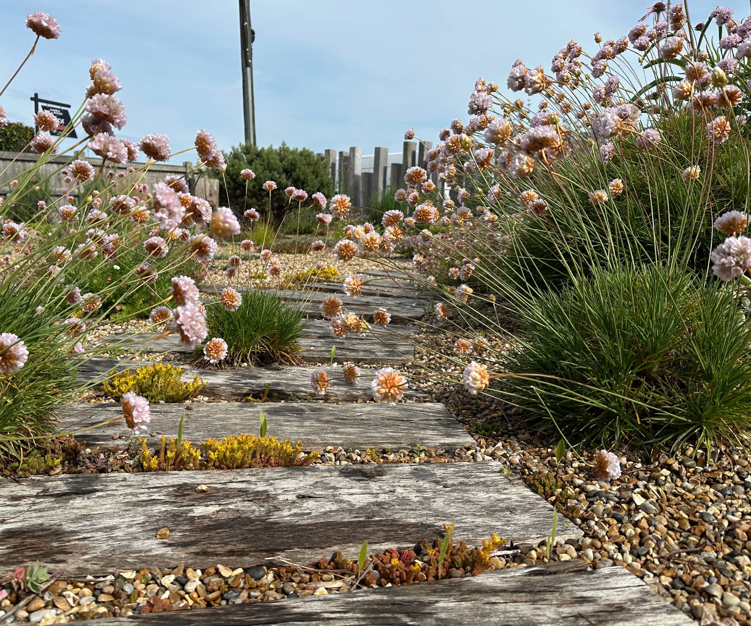 Seaside garden with gravel and paving