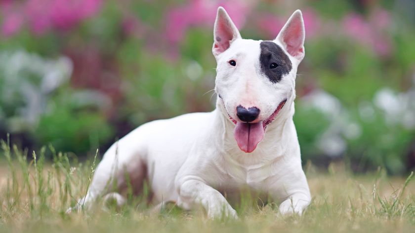 Bull Terrier laying on grass with tongue out