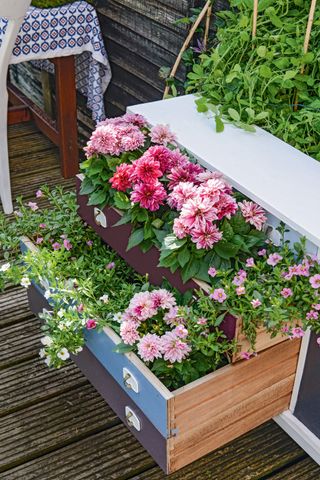 Upcycled chest of drawers turned into a garden planter with dahlias in the drawers