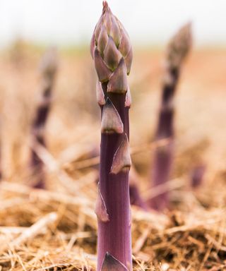 Purple Pacific asparagus ripening in garden