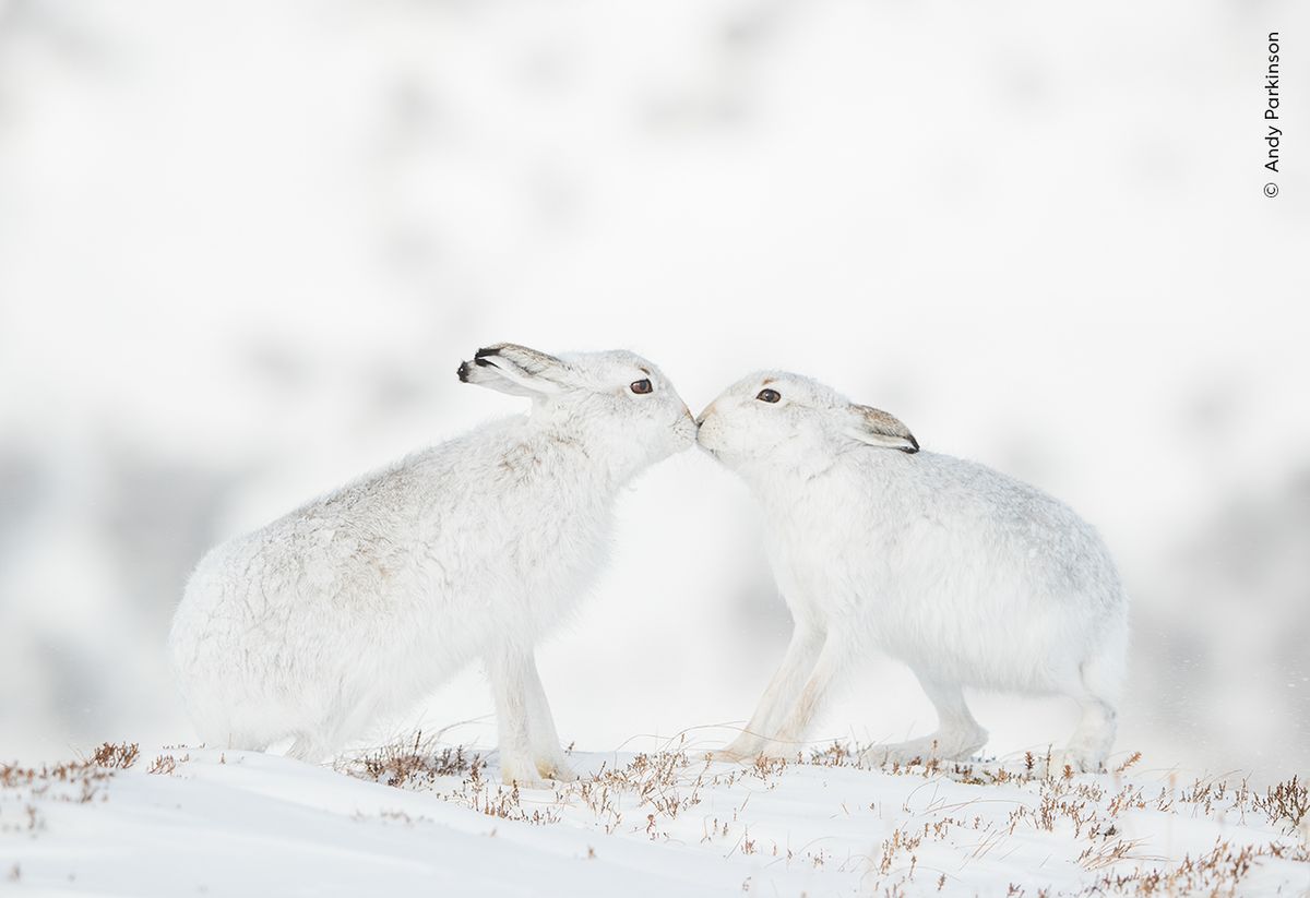 Two white mountain hares courting in the snow