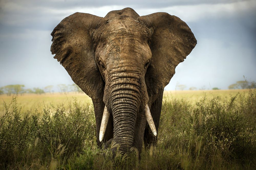 Elephant in a field