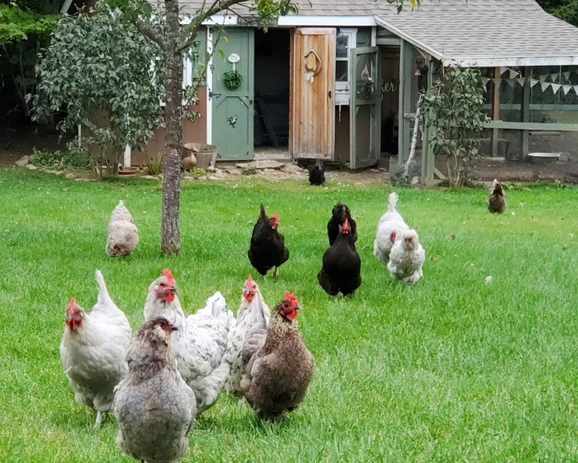 Keeping chickens a guide to keeping hens in your backyard Homes