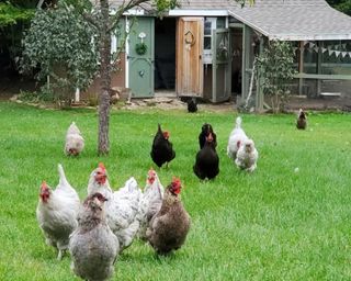 chickens roaming outside their chicken coop in the countryside