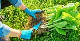 person dividing a host plant to demonstrate plant propagation