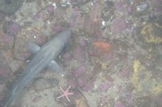 habcam, ocean habitat, marine life images