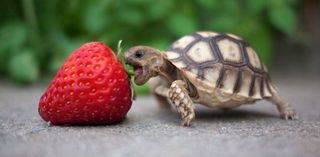 Turtle Wants Strawberry