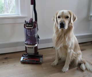 Camryn's dog next to the Shark Rotator Pet Lift-Away Upright Vacuum