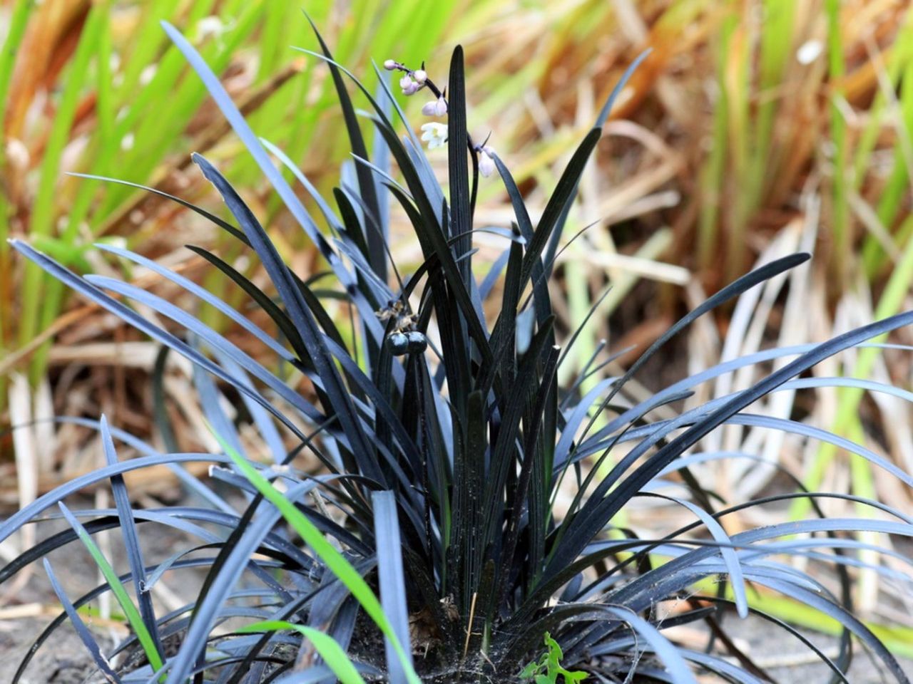 Plants With Dark Foliage