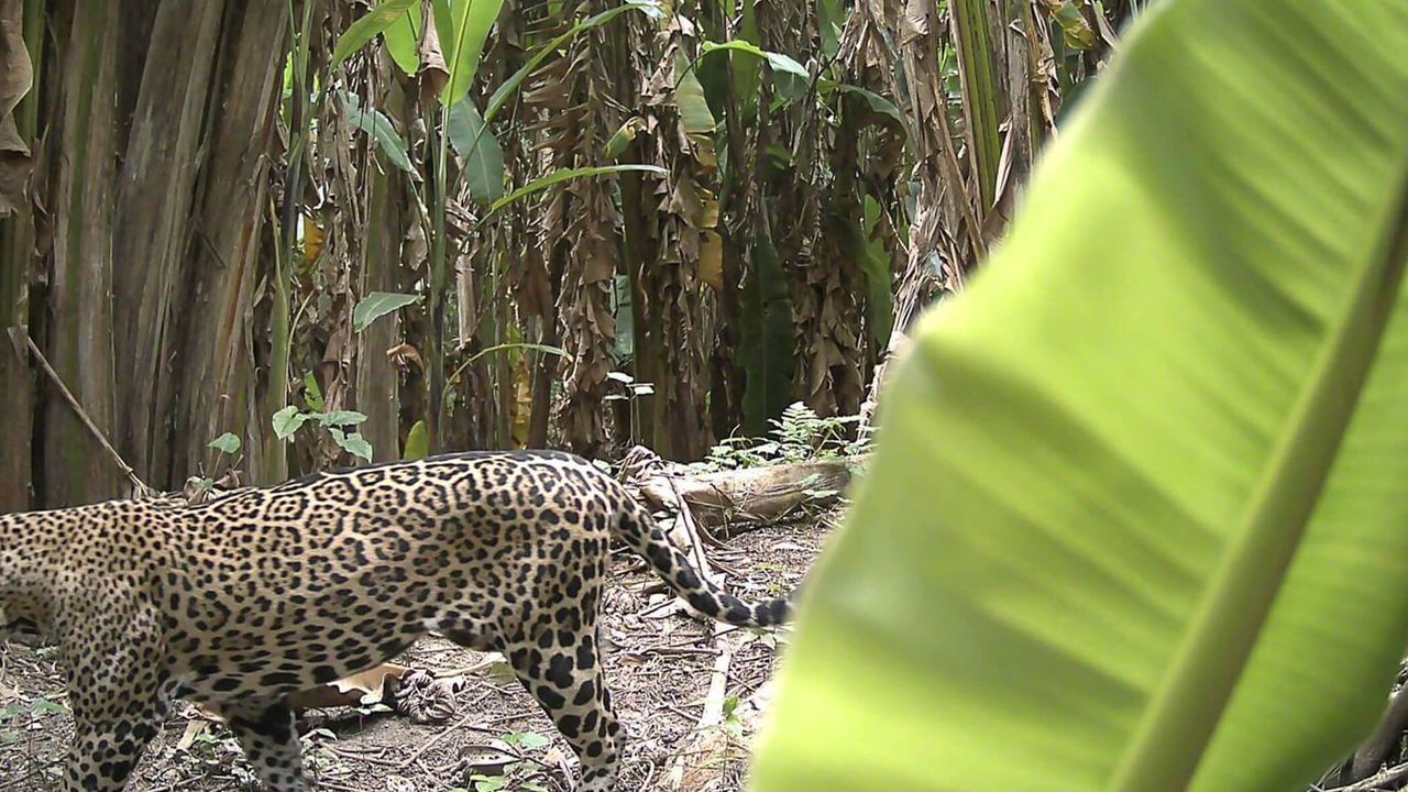 Trail cam footage of adult jaguar walking in forested area.