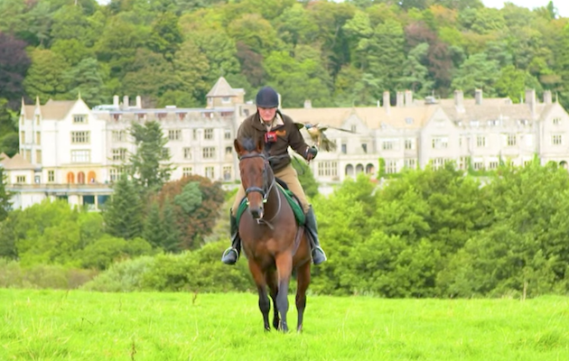 Martin Whitley Godolphin's former racehorse Caymans falconry