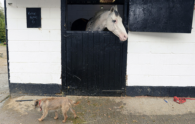 Back at the stables