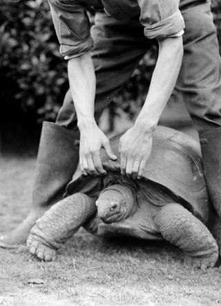 A giant tortoise at London Zoo