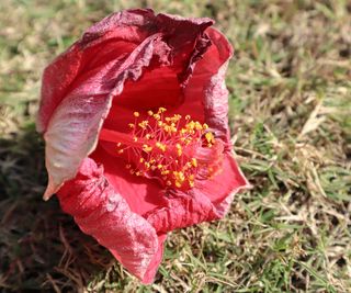 hibiscus wilt on fallen flower