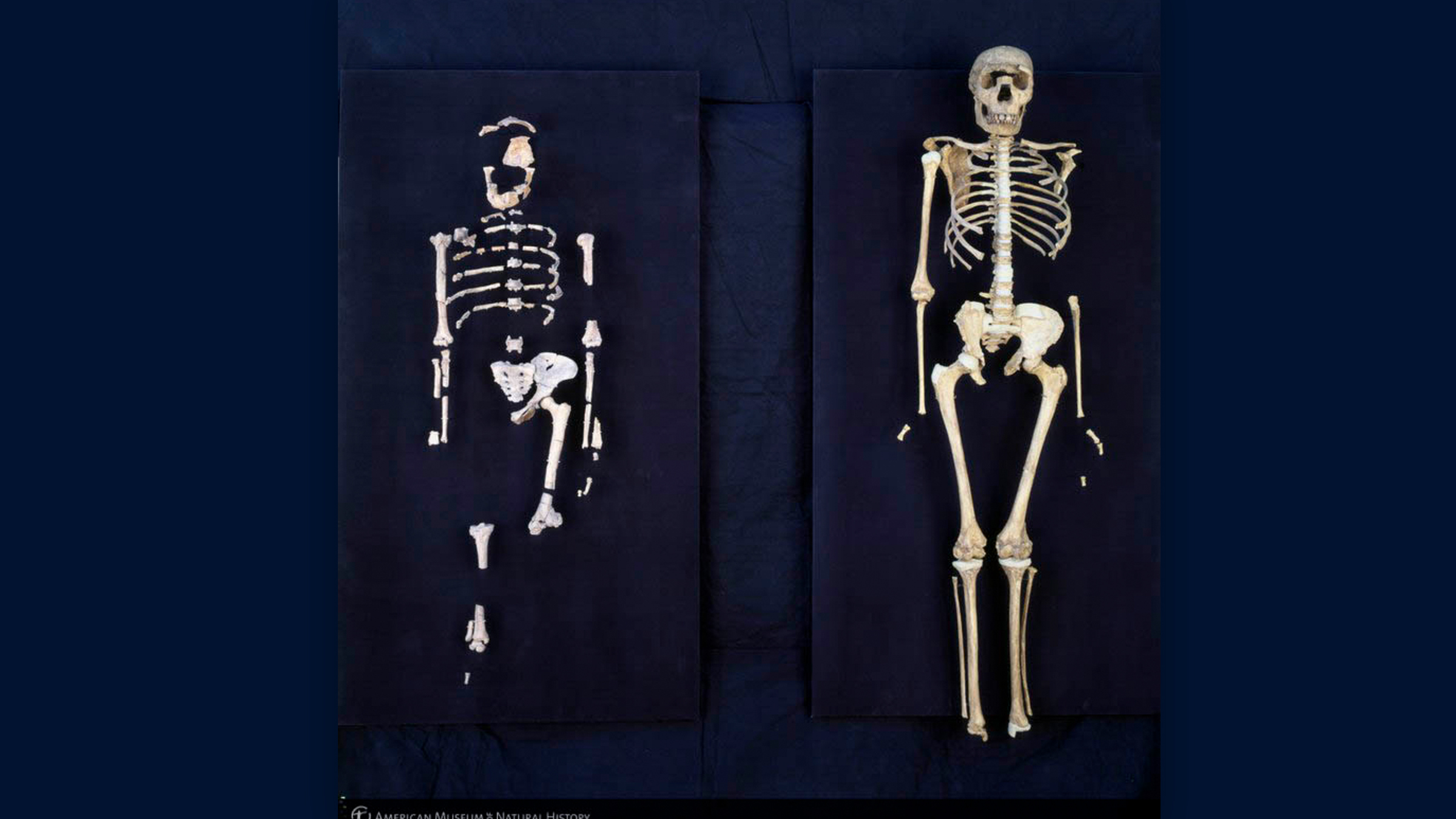 The skeletons of Lucy, an Australopithecus, and Turkana Boy, an early member of the genus Homo.