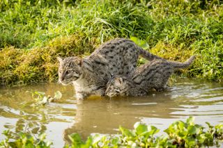 Fishing cat, super cats nature pbs