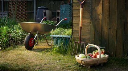 home grown veg and garden shed with tools
