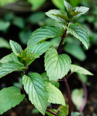 A close up of a peppermint plant