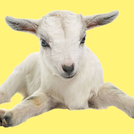 white young goat