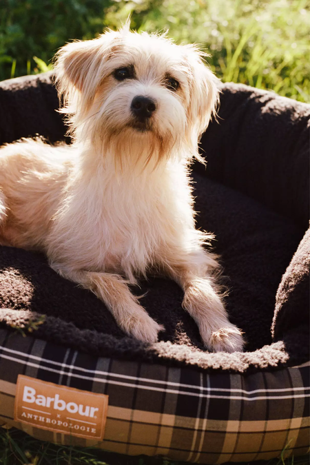 Charming pop posing outdoors in a round dog bed by Barbour x Anthropologie
