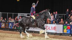HOYS British ridden heavy horse