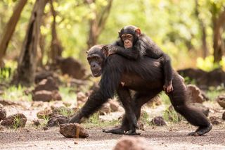 fongoli savanna chimpanzees