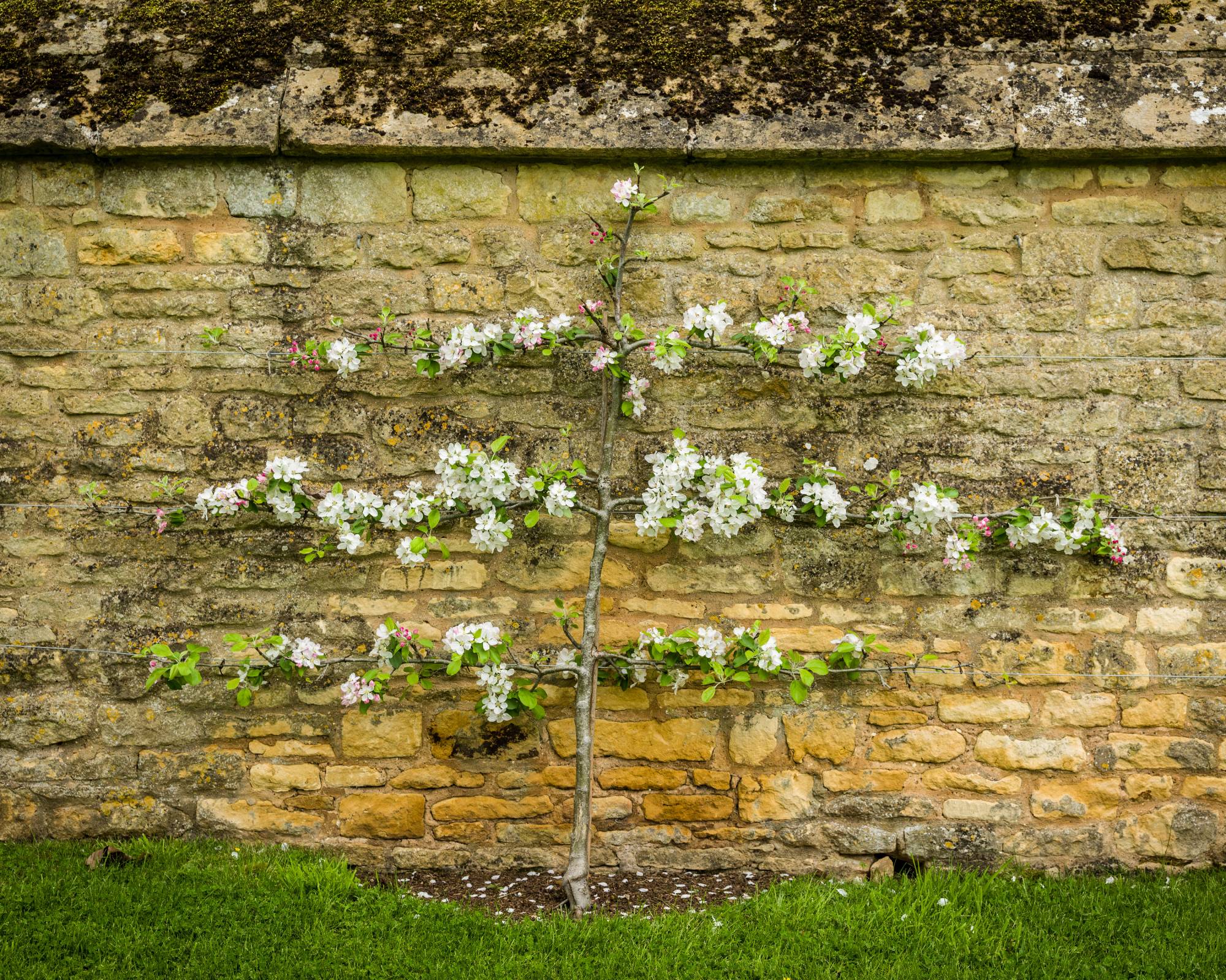 Esapliered apple tree along a wall