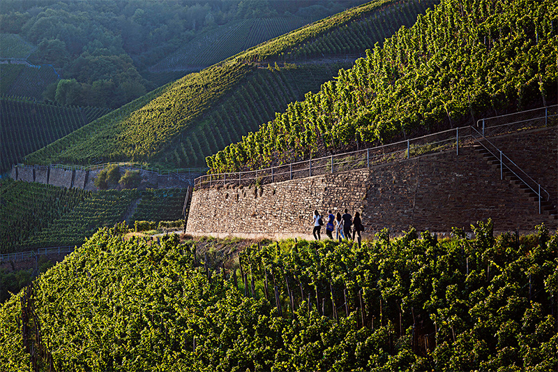ahr-vineyards.jpg