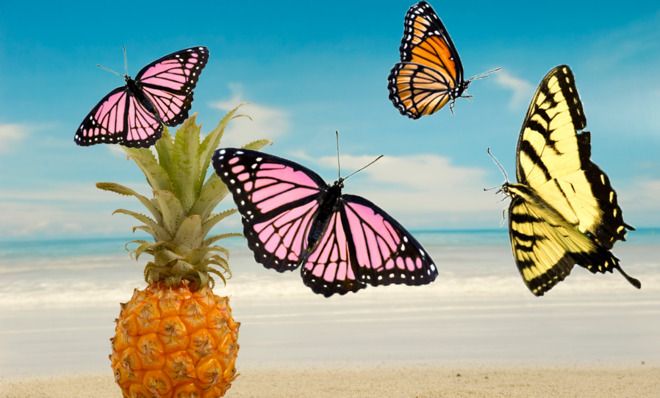 Pineapple and butterfly