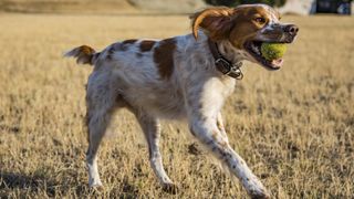 Brittany spaniel with ball