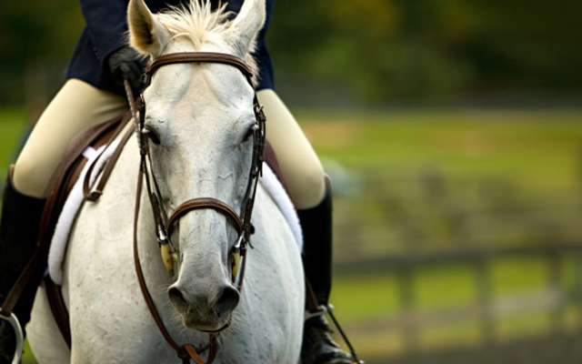 Petplan-Equine-Feature-image