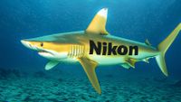 A yellow shark, underwater, with the Nikon logo on its side