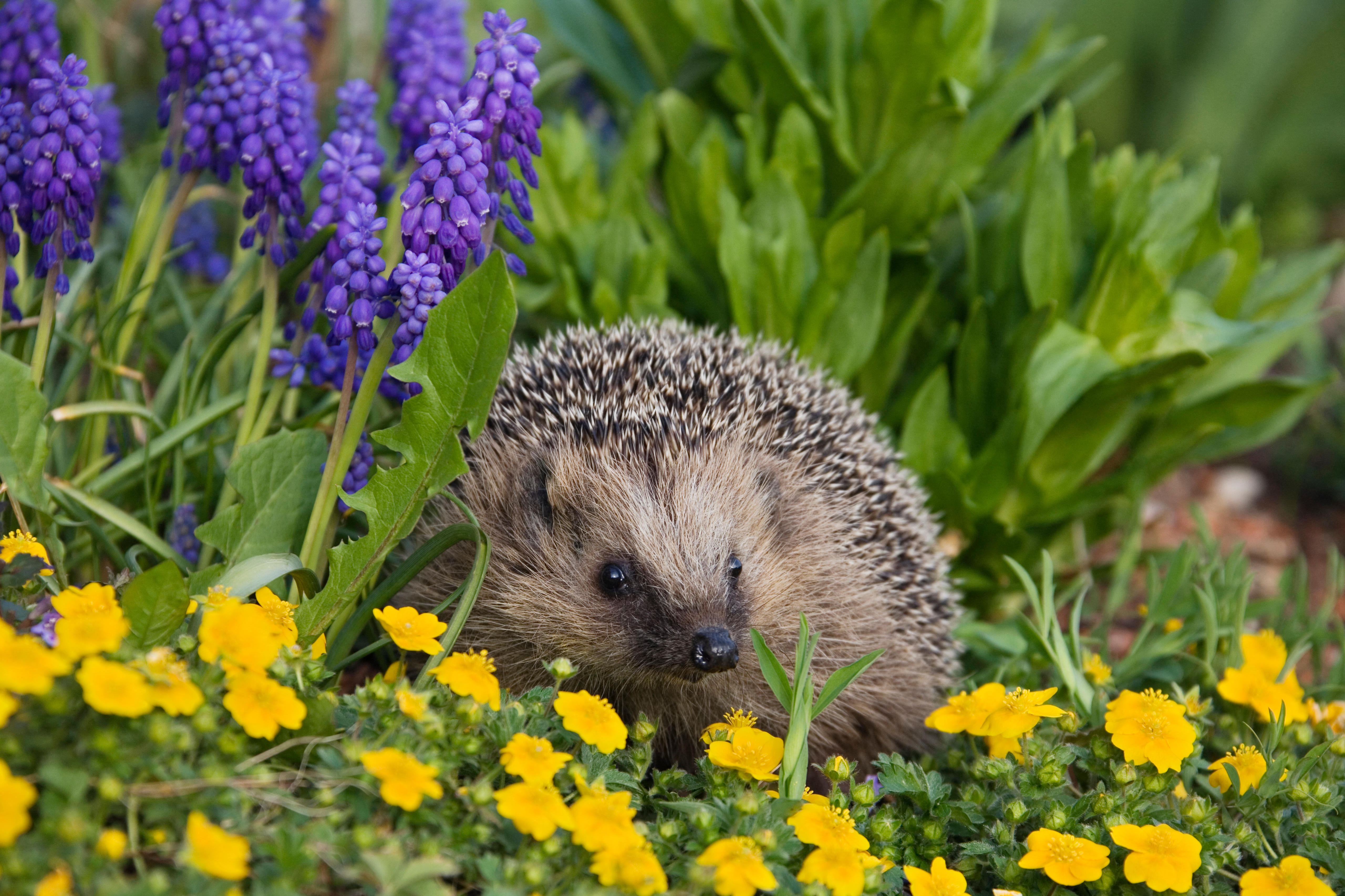  Hedgehog (Erinaceus europaeus) in spring flowers