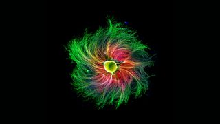 An image of a sensory neuron from an embryonic rat took fourth place.