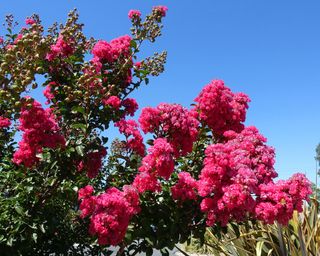 crepe myrtle in bloom with pink flowers