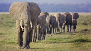 A family of elephants walks through the savannah