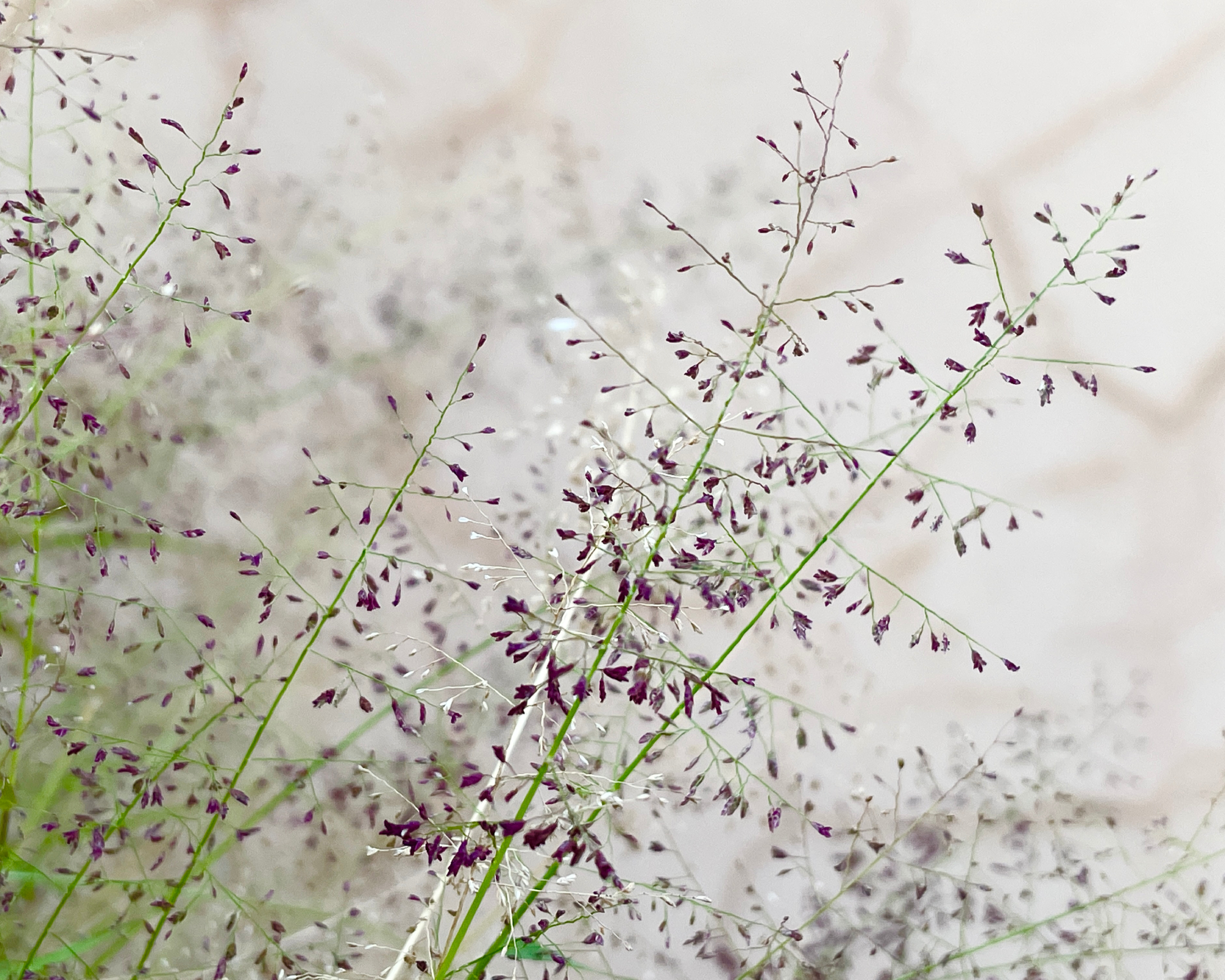 purple love grass seed heads