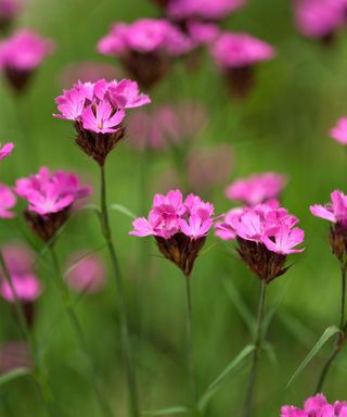 Dianthus carthusianorum garden pink