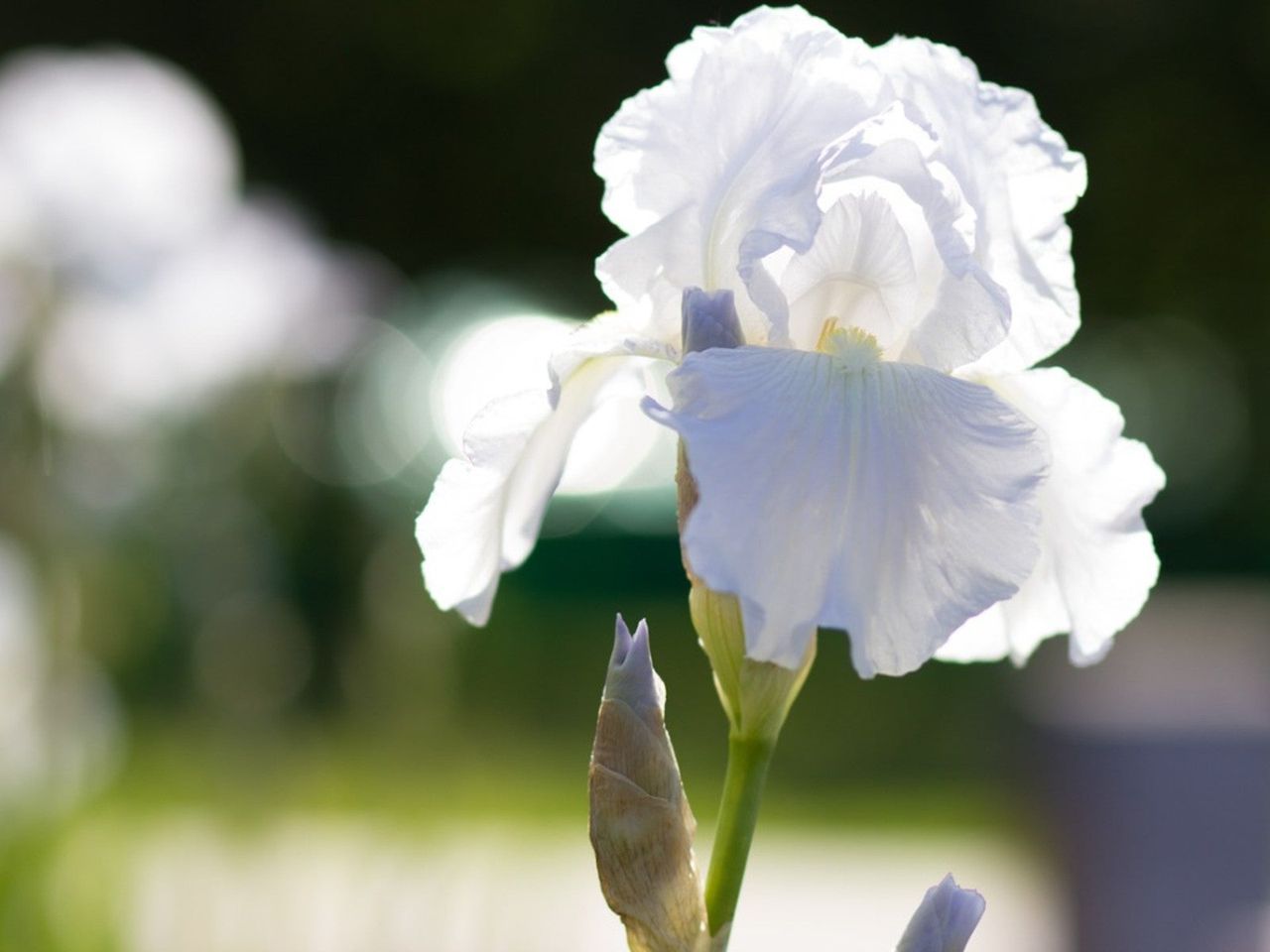 White Irises