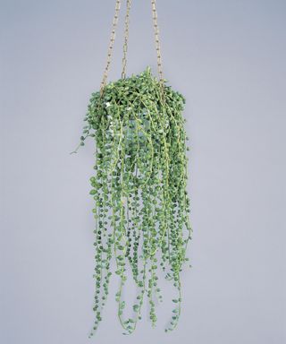 String of Beads or String of Pearls hanging on a white background