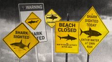 Photo collage of various beach signs warning of shark sightings on the background of a stormy sky