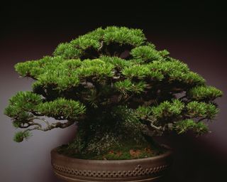 Bonsai tree